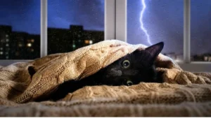 Chat détendu allongé et ronronnant près d'une personne, illustrant l'effet anti stress du chat