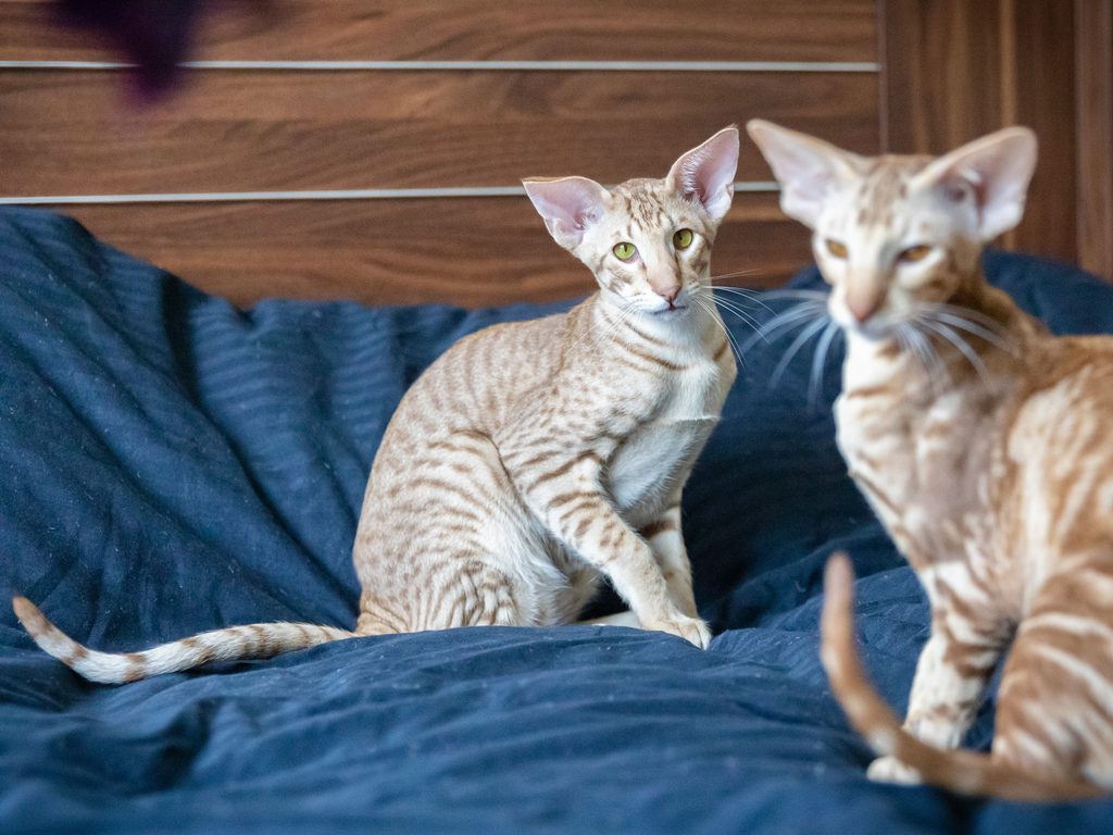 Chat oriental shorthair à robe unie, oreilles très larges et yeux verts en amande